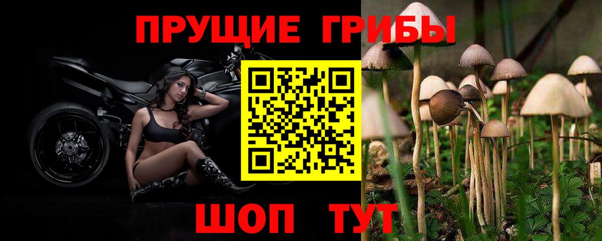 Галлюциногенные грибы Cubensis  Псилоцибиновые грибы прущие грибы  Муравленко  Вход с VPN 